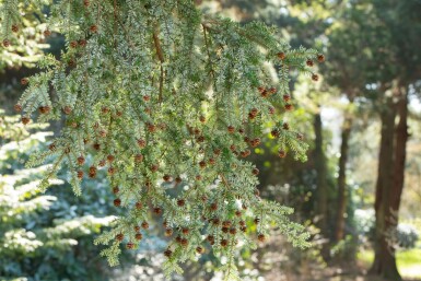 Tsuga canadensis