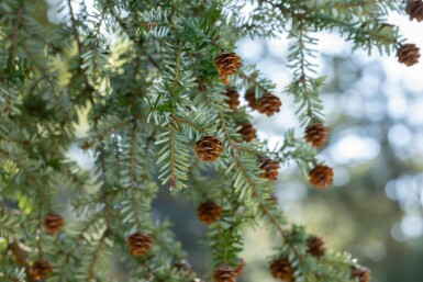 Tsuga canadensis