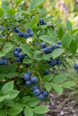 Blauwe bes Vaccinium corymbosum 'Goldtraube' struik Vaccinium corymbosum 'Goldtraube' struik