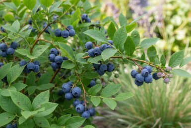 Blauwe bes Vaccinium corymbosum 'Goldtraube' struik Vaccinium corymbosum 'Goldtraube' struik