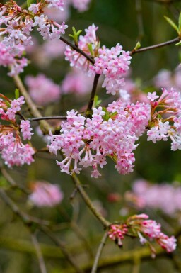 Sneeuwbal Viburnum bodnantense 'Dawn' struik Viburnum bodnantense 'Dawn' struik