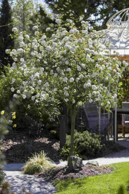 Viburnum burkwoodii