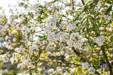 Viburnum burkwoodii