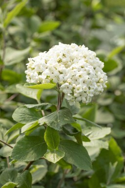 Viburnum carlcephalum