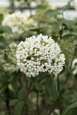 Viburnum carlcephalum