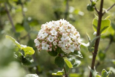 Sneeuwbal Viburnum carlesii 'Aurora' struik Viburnum carlesii 'Aurora' struik
