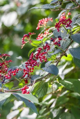 Viburnum lantana