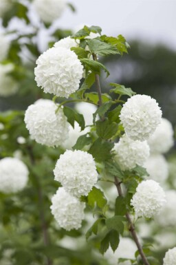 Gelderse roos Viburnum opulus struik Viburnum opulus