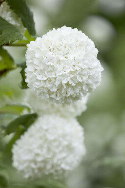 Gelderse roos Viburnum opulus struik Viburnum opulus