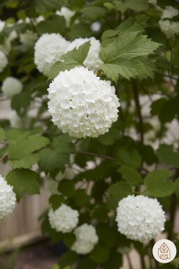 Viburnum opulus struik 60-100 cm wortel