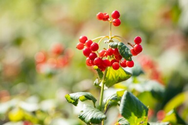 Gelderse roos Viburnum opulus 'Compactum' struik Viburnum opulus 'Compactum' struik