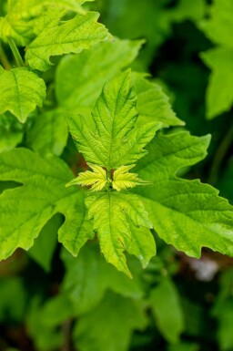 Viburnum opulus 'Roseum'