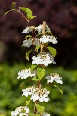 Viburnum plicatum 'Kilimandjaro'