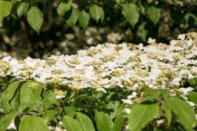 Japanse sneeuwbal Viburnum plicatum 'Kilimandjaro' struik Viburnum plicatum 'Kilimandjaro' struik