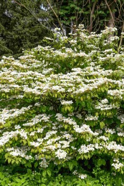 Viburnum plicatum 'Kilimandjaro Sunrise'