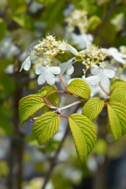 Viburnum plicatum 'Kilimandjaro Sunrise'
