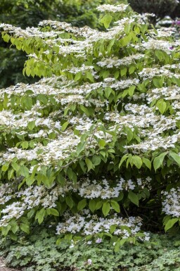 Japanse sneeuwbal Viburnum plicatum 'Mariesii' struik Viburnum plicatum 'Mariesii' struik