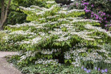 Japanse sneeuwbal Viburnum plicatum 'Mariesii' struik Viburnum plicatum 'Mariesii' struik