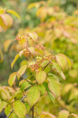 Viburnum plicatum 'Tomentosum'