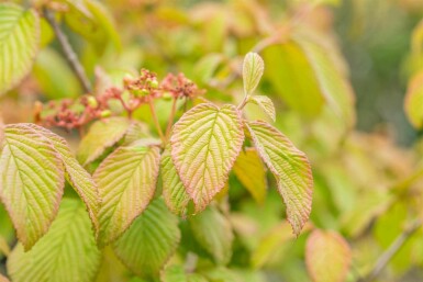 Viburnum plicatum 'Tomentosum'
