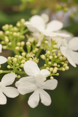 Viburnum plicatum 'Watanabe'