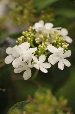 Viburnum plicatum 'Watanabe'