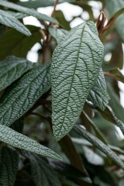 Viburnum 'Pragense'