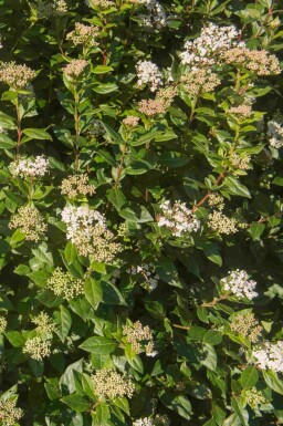 Sneeuwbal Viburnum tinus 'Eve Price' struik Viburnum tinus 'Eve Price' struik