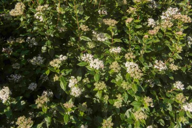 Sneeuwbal Viburnum tinus 'Eve Price' struik Viburnum tinus 'Eve Price' struik