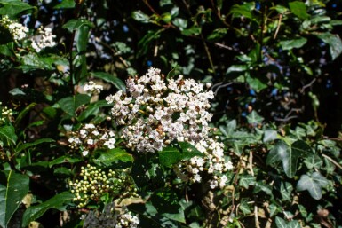 Sneeuwbal Viburnum tinus 'Gwenllian' struik Viburnum tinus 'Gwenllian' struik