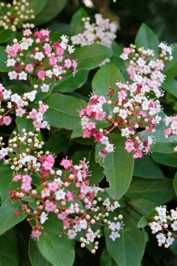 Sneeuwbal Viburnum tinus 'Lisa Rose' struik Viburnum tinus 'Lisa Rose'