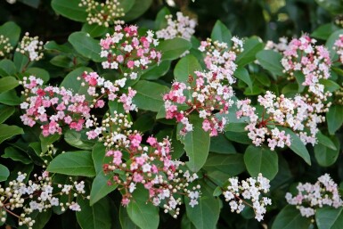 Sneeuwbal Viburnum tinus 'Lisa Rose' struik Viburnum tinus 'Lisa Rose'