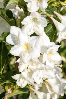 Weigela 'Candida'