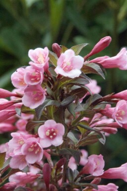Weigelia Weigela florida 'Nana Purpurea' struik Weigela florida 'Nana Purpurea'