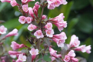 Weigelia Weigela florida 'Nana Purpurea' struik Weigela florida 'Nana Purpurea'