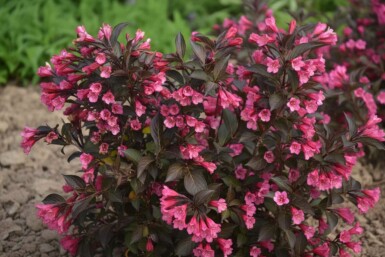 Weigelia Weigela 'Naomi Campbell' struik Weigela 'Naomi Campbell' struik