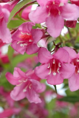 Weigelia Weigela 'Rosea' struik Weigela 'Rosea' struik
