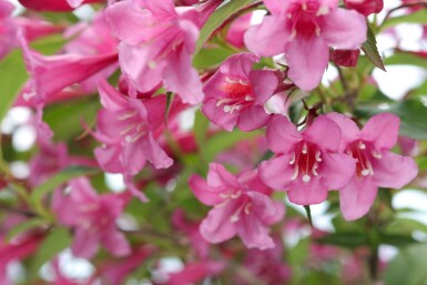 Weigela 'Rosea'