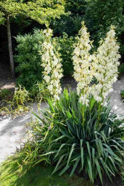 Yuccaplant Yucca filamentosa struik Yucca filamentosa struik