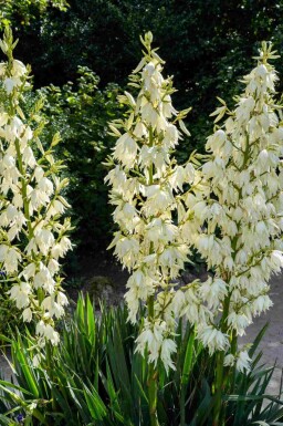 Yuccaplant Yucca filamentosa struik Yucca filamentosa struik