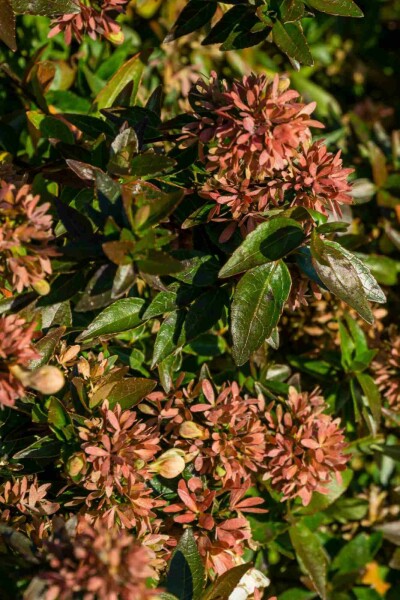 Abelia Abelia grandiflora 'Sherwood' struik 25-30 C3 Abelia grandiflora 'Sherwood' struik 25-30 cm