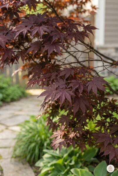 Acer palmatum 'Atropurpureum' struik 175-200 cm