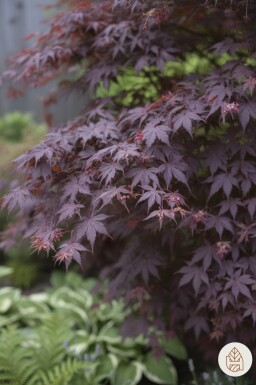 Acer palmatum 'Bloodgood' struik 40-50 cm