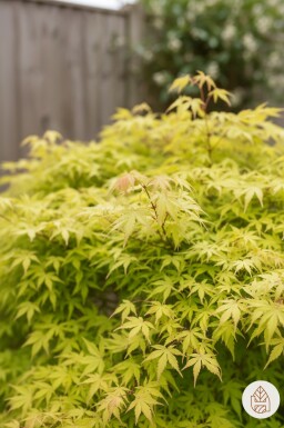 Acer palmatum 'Katsura' struik 40-50 cm