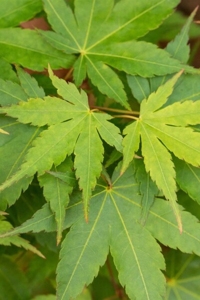 Acer palmatum 'Little Princess' C3 40-50
