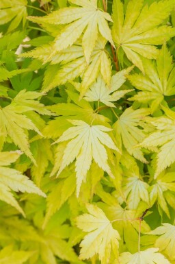 Acer palmatum 'Orange Dream' C3 30-40