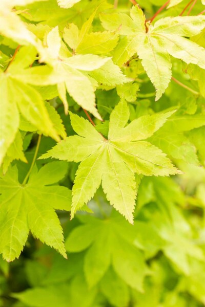 Acer palmatum 'Summer Gold' C3 40-50