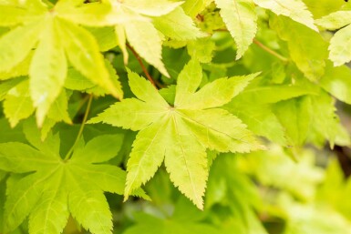 Acer palmatum 'Summer Gold' C3 40-50