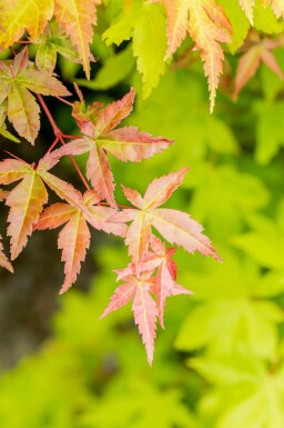 Japanse esdoorn Acer palmatum 'Summer Gold' struik 40-50 C3 Acer palmatum 'Summer Gold' struik 40-50 cm