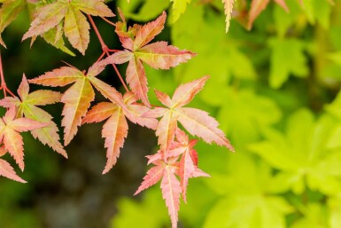 Japanse esdoorn Acer palmatum 'Summer Gold' struik 40-50 C3 Acer palmatum 'Summer Gold' struik 40-50 cm
